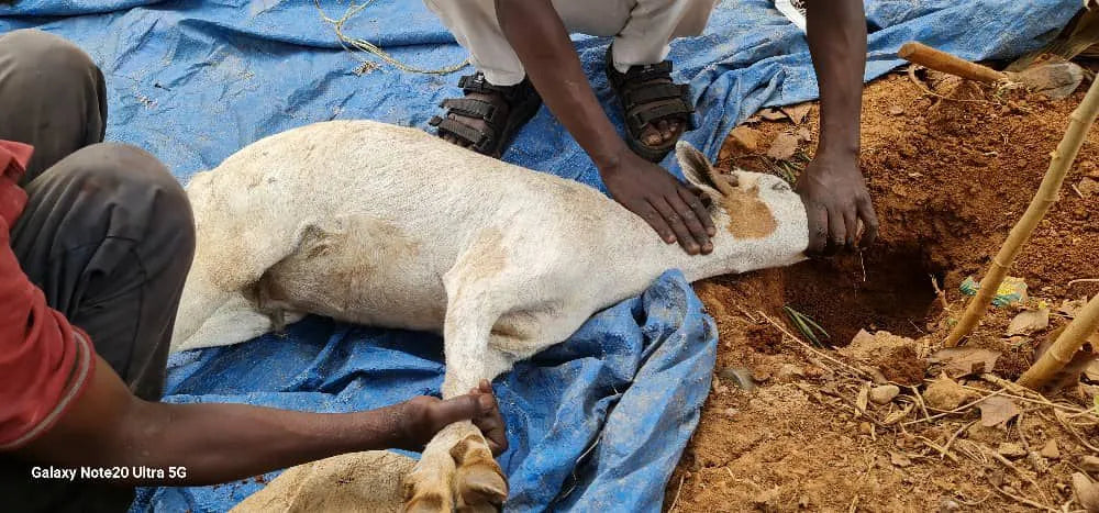 My Sacrifice - Aid Al Adha 2025