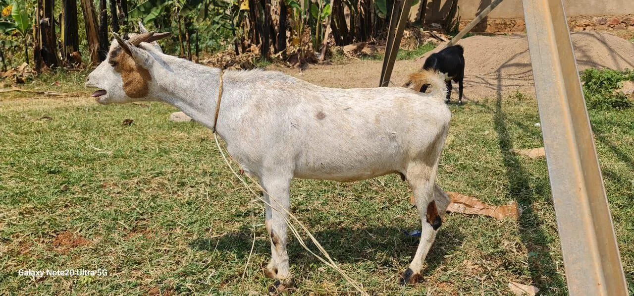 My Sacrifice - Aid Al Adha 2025